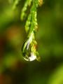 Cedar Drop