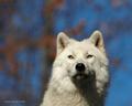 Arctic Wolf