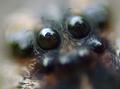 spider-reflection.jpg
