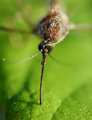 mosquito3.jpg