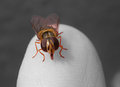 mouche5.jpg