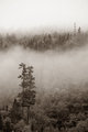 Mist 11