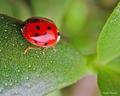 coccinelle
