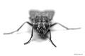 The Fly