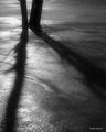 Winter Shadows