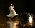 DSC_3124-Edit.jpg
