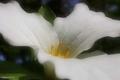 Trillium 3