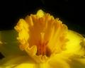 Golden Petals