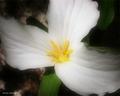 Trillium 1