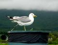 seagulldump.jpg
