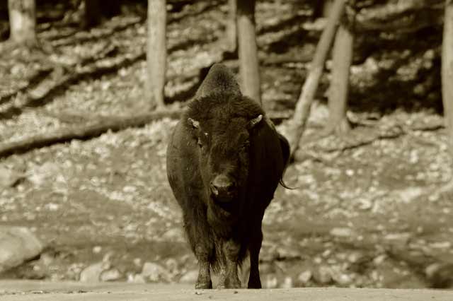bison1_sepia.jpg