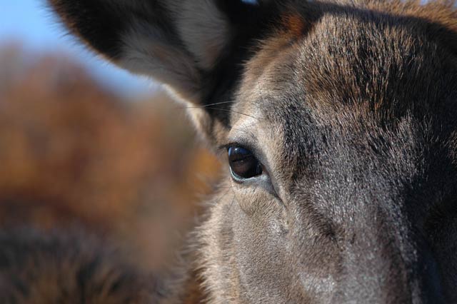 cerf4.jpg