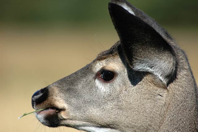 cerf25.jpg