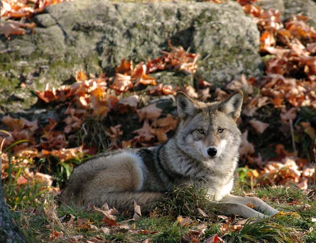 coyote13.jpg