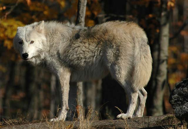 loup6.jpg