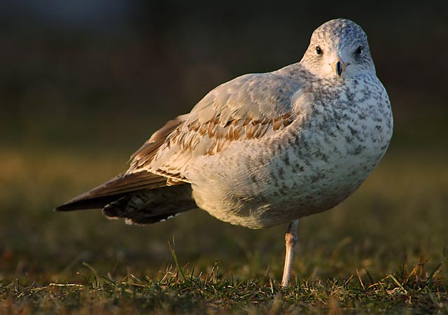 mouette3.jpg