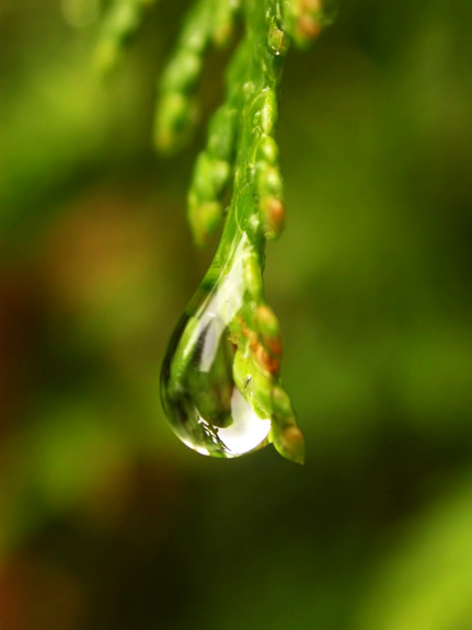 Cedar Drop