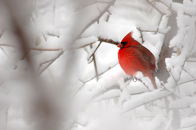 cardinal4.jpg