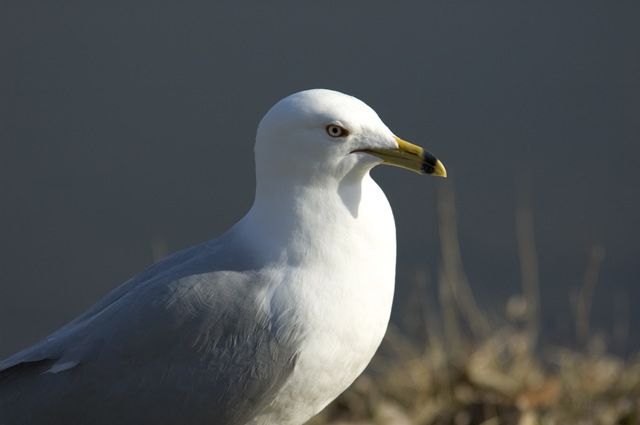 mouette13.jpg