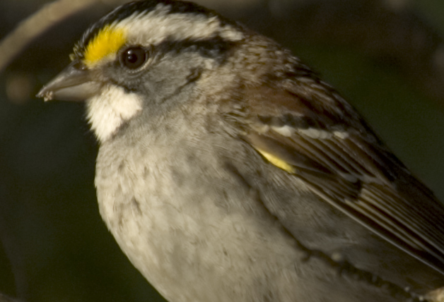 100_crop_brid.jpg