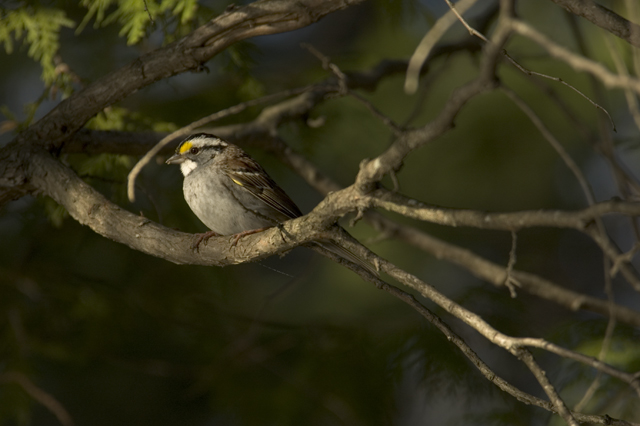 bird3.jpg