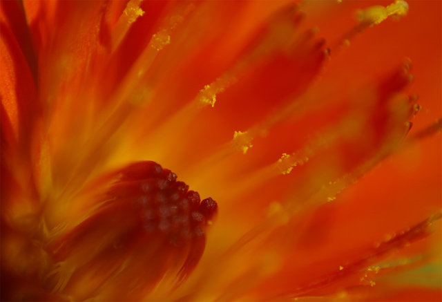 flower_capture.jpg