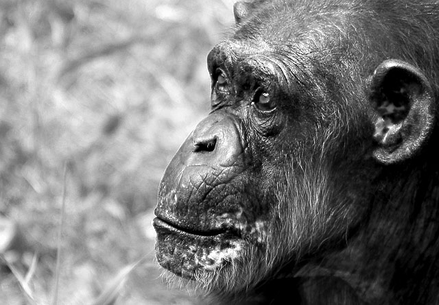 chimp3_crop.jpg