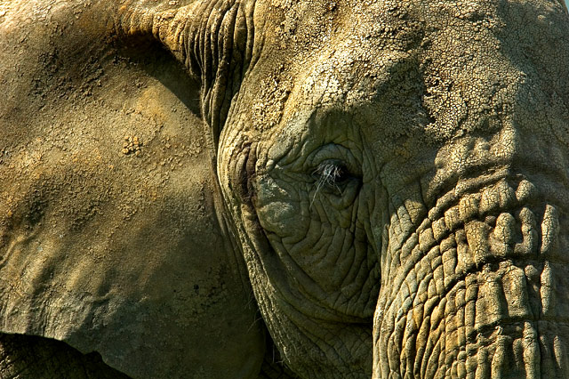 elephant1.jpg