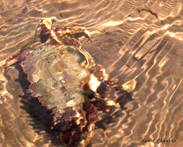 Shell & Sand