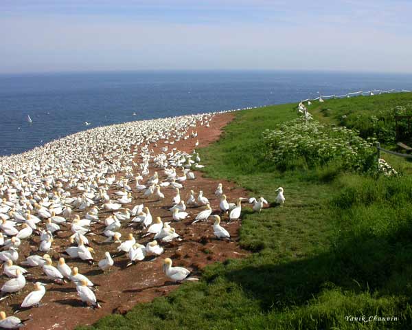 The Gathering