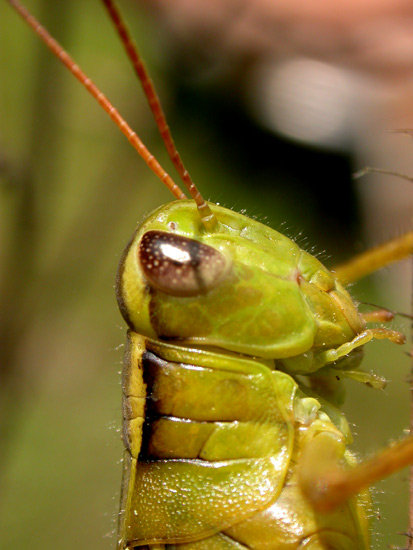 grasshopper21.jpg