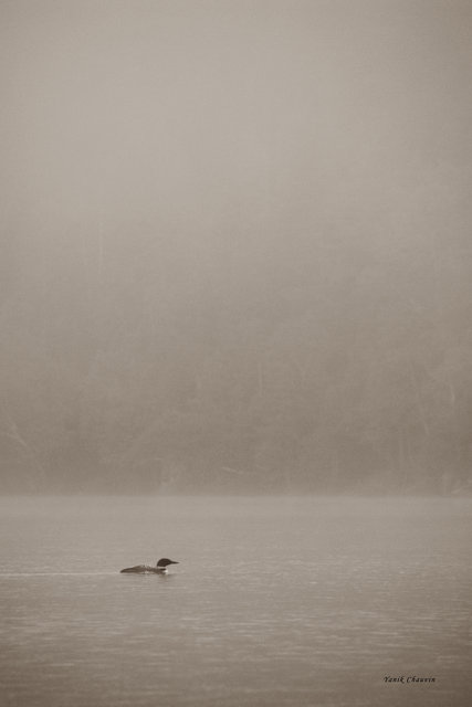 Mist 6