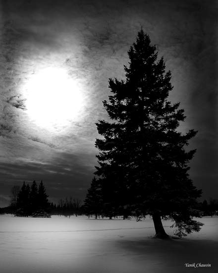 Sun & Tree