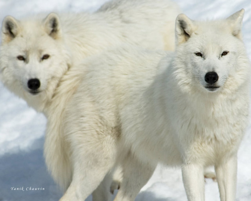 loup77.jpg