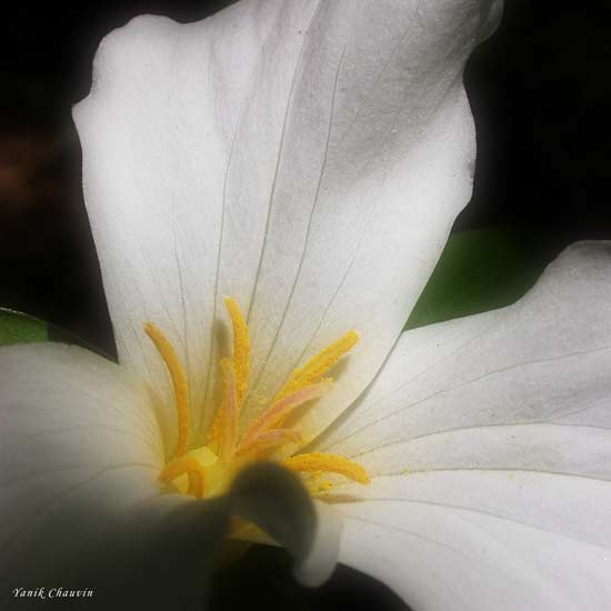 Trillium 2