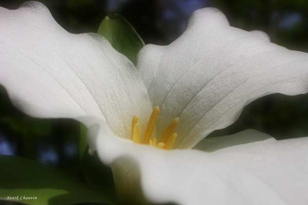 Trillium 3
