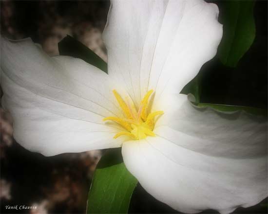 Trillium 1