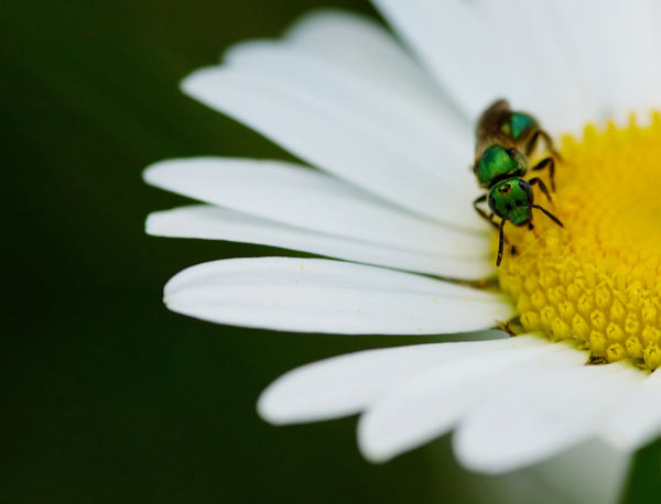 bug-marguerite.jpg