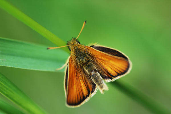 papillon1.jpg