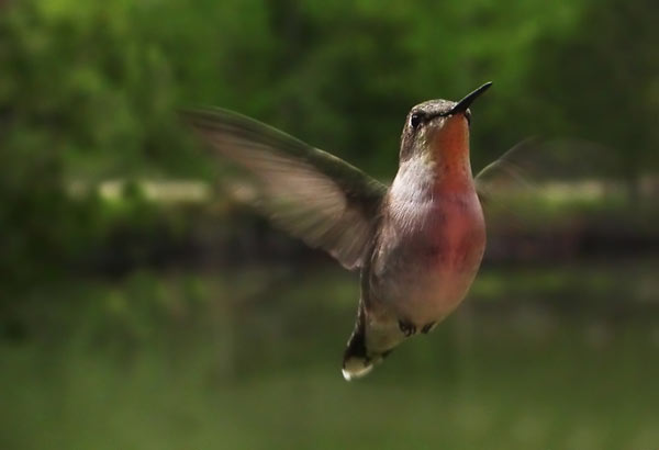 oiseau-mouche-6.jpg