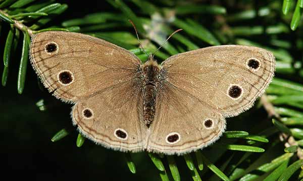papillon4.jpg