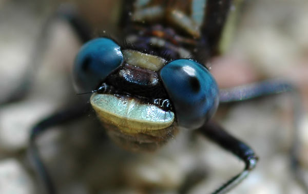 libellule3.jpg