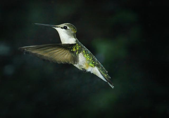 oiseau-mouche-13.jpg