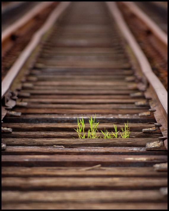 30756191.GrassTracks.jpg