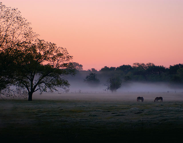 Misty Morning