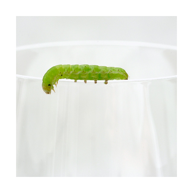 Garnish