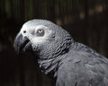 Grey Parrot
