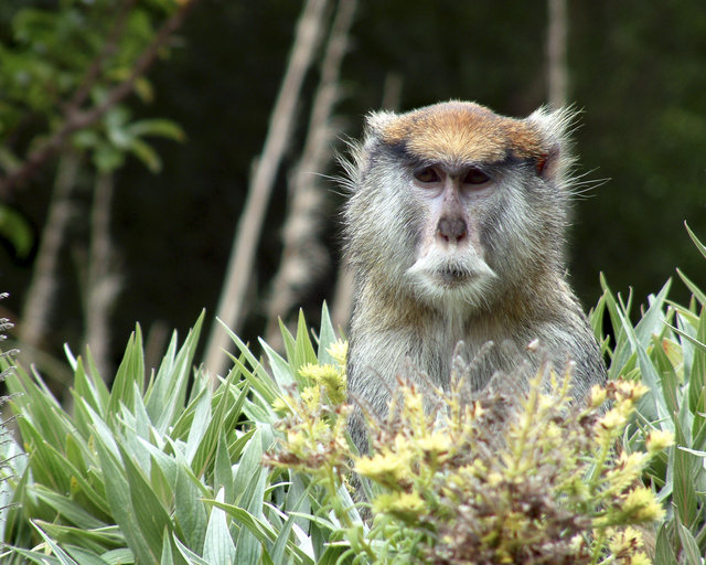 Intelligent Monkey