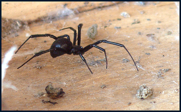 Black Widow(small).jpg