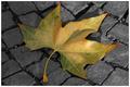 Leaf